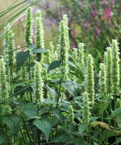 Yellow Giant Hyssop Seeds - 500 Count Agastache Nepetoides Flower Seeds for Pollinators - Image 5