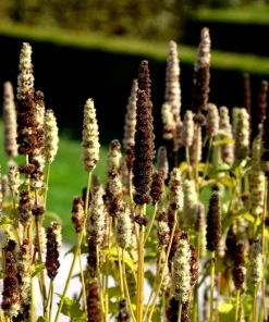 Yellow Giant Hyssop Seeds - 500 Count Agastache Nepetoides Flower Seeds for Pollinators - Image 6