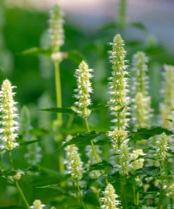 Yellow Giant Hyssop Seeds - 500 Count Agastache Nepetoides Flower Seeds for Pollinators - Image 7