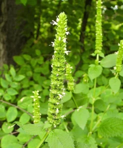 Yellow Giant Hyssop Seeds - 500 Count Agastache Nepetoides Flower Seeds for Pollinators - Image 8