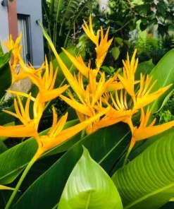 Yellow Heliconia Rhizomes Live Plant - 2 Pack, 6-8 Inch Tropical Upright Bird of Paradise - Image 2