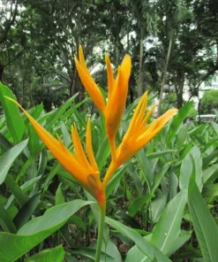 Yellow Heliconia Rhizomes Live Plant - 2 Pack, 6-8 Inch Tropical Upright Bird of Paradise - Image 3