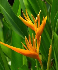 Yellow Heliconia Rhizomes Live Plant - 2 Pack, 6-8 Inch Tropical Upright Bird of Paradise - Image 4