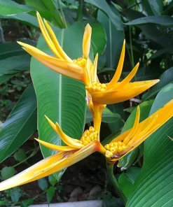 Yellow Heliconia Rhizomes Live Plant - 2 Pack, 6-8 Inch Tropical Upright Bird of Paradise - Image 5