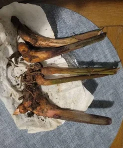 Yellow Heliconia Rhizomes Live Plant - 2 Pack, 6-8 Inch Tropical Upright Bird of Paradise - Image 6