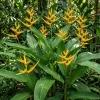 Yellow Heliconia Rhizomes Live Plant - 2 Pack, 6-8 Inch Tropical Upright Bird of Paradise - Image 1