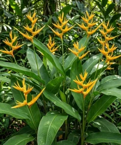 Yellow Heliconia Rhizomes Live Plant - 2 Pack, 6-8 Inch Tropical Upright Bird of Paradise - Image 1