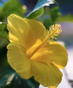 Yellow Hibiscus Live Plant 5-9 inches Tall (2-Pack) - Tropical Rosa-Sinensis - Image 2