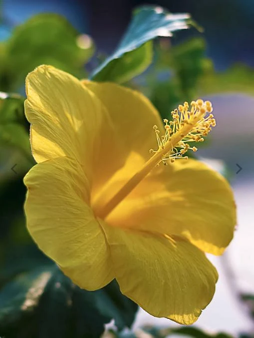 Yellow Hibiscus Live Plant 5-9 inches Tall (2-Pack) - Tropical Rosa-Sinensis - Image 2
