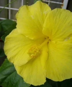 Yellow Hibiscus Live Plant 5-9 inches Tall (2-Pack) - Tropical Rosa-Sinensis - Image 3