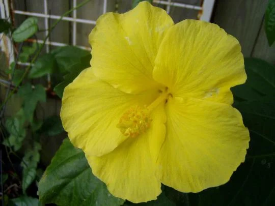Yellow Hibiscus Live Plant 5-9 inches Tall (2-Pack) - Tropical Rosa-Sinensis - Image 3
