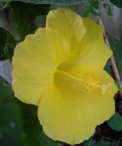 Yellow Hibiscus Live Plant 5-9 inches Tall (2-Pack) - Tropical Rosa-Sinensis - Image 4