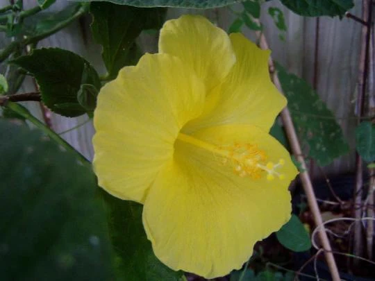 Yellow Hibiscus Live Plant 5-9 inches Tall (2-Pack) - Tropical Rosa-Sinensis - Image 4