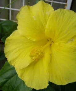 Yellow Hibiscus Live Plant 5-9 inches Tall (2-Pack) - Tropical Rosa-Sinensis - Image 5