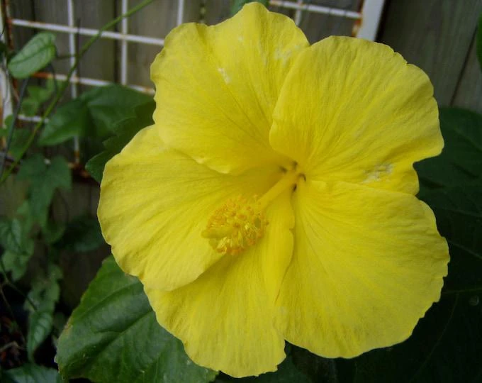 Yellow Hibiscus Live Plant 5-9 inches Tall (2-Pack) - Tropical Rosa-Sinensis - Image 5
