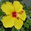 Yellow Hibiscus Live Plant 5-9 inches Tall (2-Pack) - Tropical Rosa-Sinensis - Image 1
