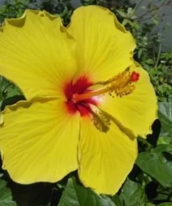 Yellow Hibiscus Live Plant 5-9 inches Tall (2-Pack) - Tropical Rosa-Sinensis - Image 1