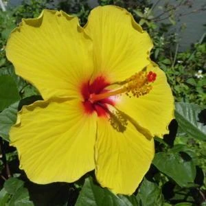 Yellow Hibiscus Live Plant 5-9 inches Tall (2-Pack) - Tropical Rosa-Sinensis - Image 1