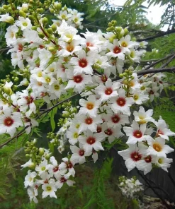 Yellow Horn Tree Seeds – 5 Seeds – Hardy Ornamental & Edible Nuts - Image 2