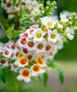 Yellow Horn Tree Seeds – 5 Seeds – Hardy Ornamental & Edible Nuts - Image 3