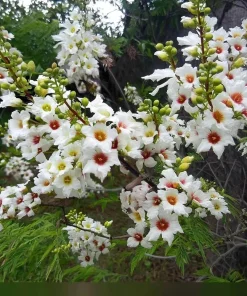 Yellow Horn Tree Seeds – 5 Seeds – Hardy Ornamental & Edible Nuts - Image 4