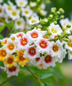 Yellow Horn Tree Seeds – 5 Seeds – Hardy Ornamental & Edible Nuts - Image 5