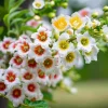 Yellow Horn Tree Seeds – 5 Seeds – Hardy Ornamental & Edible Nuts - Image 1