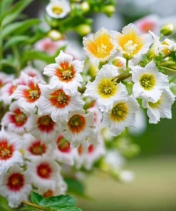 Yellow Horn Tree Seeds – 5 Seeds – Hardy Ornamental & Edible Nuts - Image 1