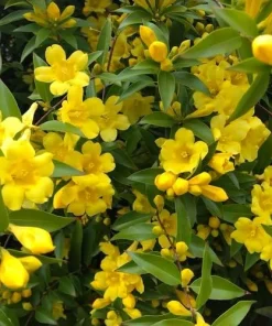 Yellow Jasmine Live Plant 4-6 Inch Tall - Fragrant Flowering Vine Outdoor - Image 2
