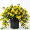 Yellow Jasmine Live Plant 4-6 Inch Tall - Fragrant Flowering Vine Outdoor - Image 1