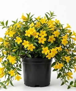 Yellow Jasmine Live Plant 4-6 Inch Tall - Fragrant Flowering Vine Outdoor - Image 1