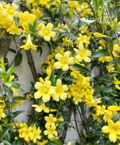 Yellow Jasmine Live Plant 4-6 Inch Tall - Fragrant Flowering Vine Outdoor - Image 3