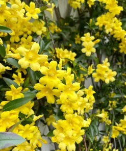 Yellow Jasmine Live Plant 4-6 Inch Tall - Fragrant Flowering Vine Outdoor - Image 4