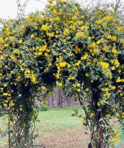 Yellow Jasmine Live Plant 4-6 Inch Tall - Fragrant Flowering Vine Outdoor - Image 5
