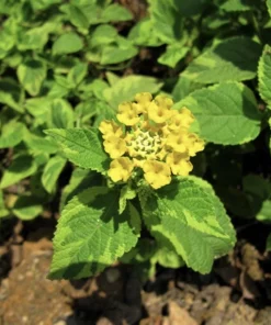 Yellow Lantana Live Plant - Variegated Foliage - 2 Pack, 5-9 inches, Zone 7-11 - Image 2