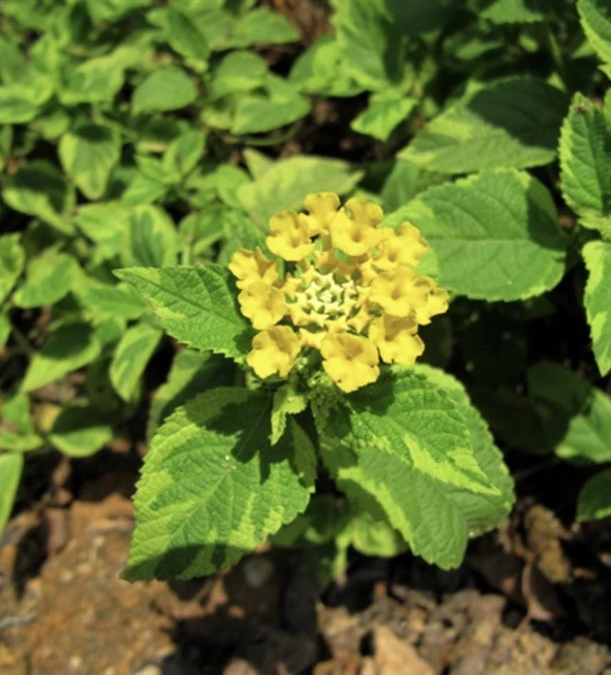 Yellow Lantana Live Plant - Variegated Foliage - 2 Pack, 5-9 inches, Zone 7-11 - Image 2