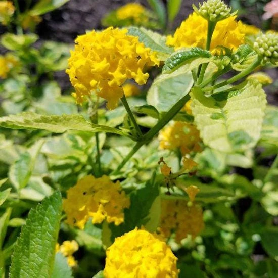 Yellow Lantana Live Plant - Variegated Foliage - 2 Pack, 5-9 inches, Zone 7-11 - Image 3