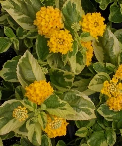 Yellow Lantana Live Plant - Variegated Foliage - 2 Pack, 5-9 inches, Zone 7-11 - Image 4