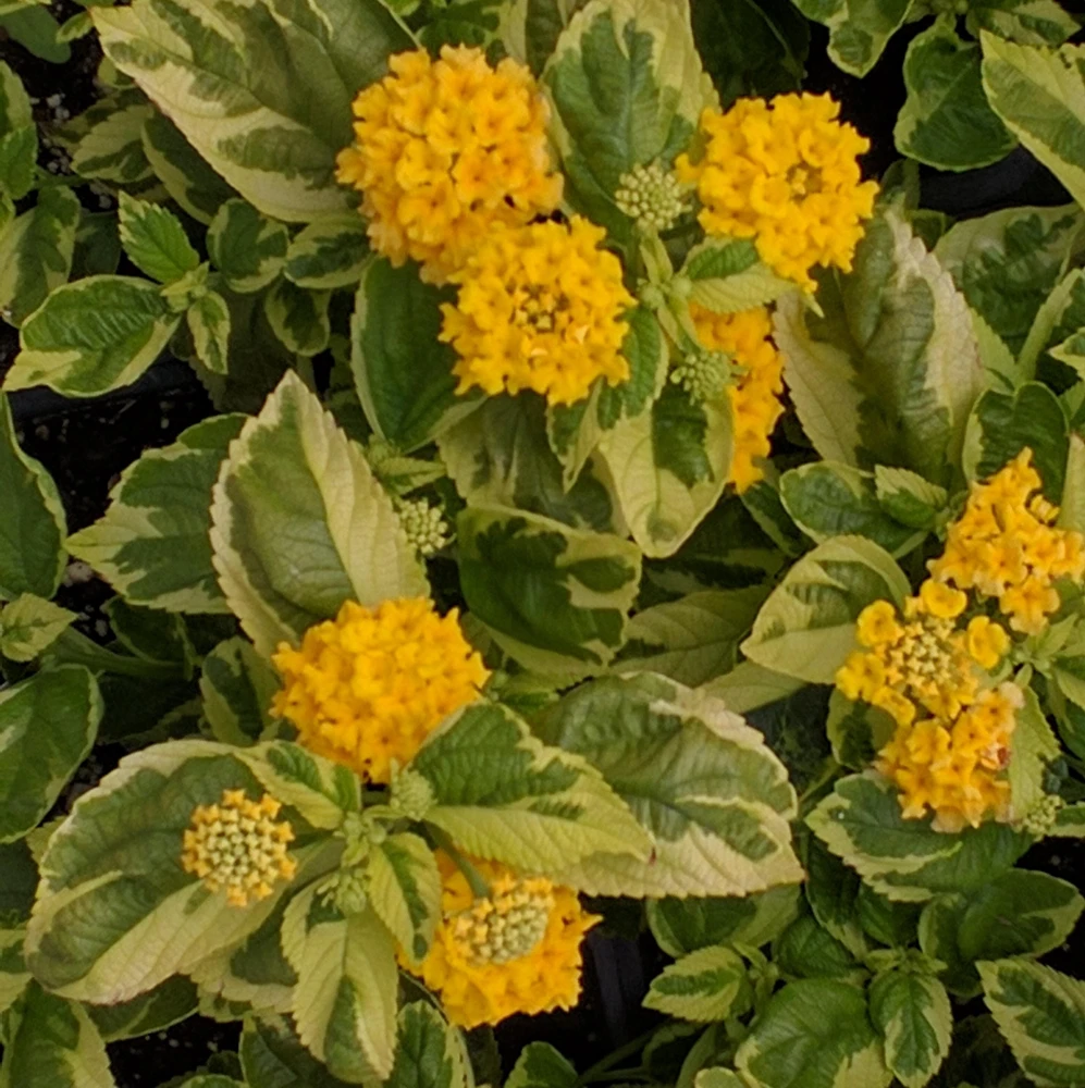 Yellow Lantana Live Plant - Variegated Foliage - 2 Pack, 5-9 inches, Zone 7-11 - Image 4