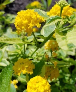 Yellow Lantana Live Plant - Variegated Foliage - 2 Pack, 5-9 inches, Zone 7-11 - Image 5