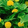 Yellow Lantana Live Plant - Variegated Foliage - 2 Pack, 5-9 inches, Zone 7-11 - Image 1