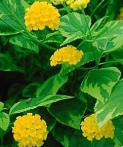 Yellow Lantana Live Plant - Variegated Foliage - 2 Pack, 5-9 inches, Zone 7-11 - Image 1