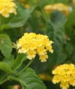 Yellow Lantana Lola Live Plants - 2 Pack - 4-6 Inches Tall - Attracts Butterflies, Outdoor - Image 2