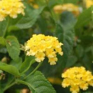 Yellow Lantana Lola Live Plants - 2 Pack - 4-6 Inches Tall - Attracts Butterflies, Outdoor - Image 2