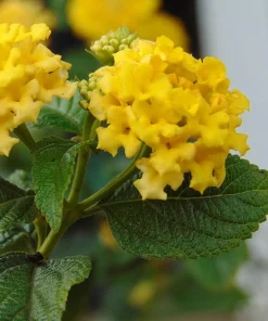 Yellow Lantana Lola Live Plants - 2 Pack - 4-6 Inches Tall - Attracts Butterflies, Outdoor - Image 3