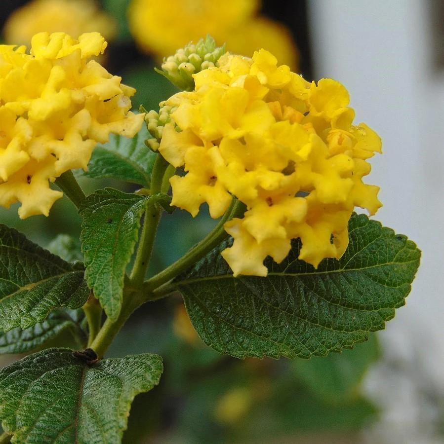 Yellow Lantana Lola Live Plants - 2 Pack - 4-6 Inches Tall - Attracts Butterflies, Outdoor - Image 3