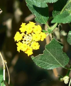 Yellow Lantana Lola Live Plants - 2 Pack - 4-6 Inches Tall - Attracts Butterflies, Outdoor - Image 4