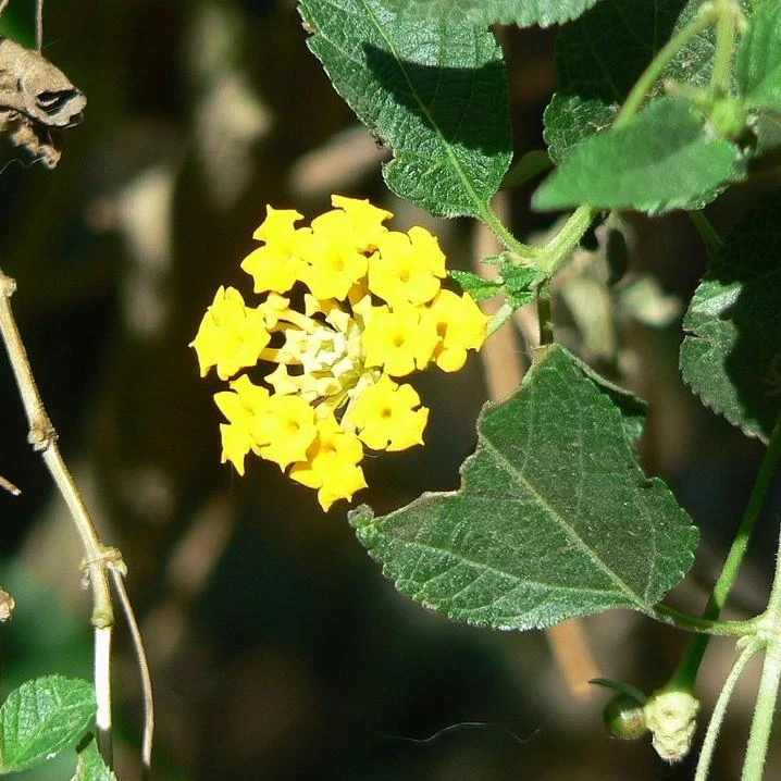 Yellow Lantana Lola Live Plants - 2 Pack - 4-6 Inches Tall - Attracts Butterflies, Outdoor - Image 4