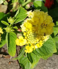 Yellow Lantana Lola Live Plants - 2 Pack - 4-6 Inches Tall - Attracts Butterflies, Outdoor - Image 5