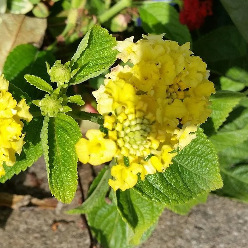 Yellow Lantana Lola Live Plants - 2 Pack - 4-6 Inches Tall - Attracts Butterflies, Outdoor - Image 5